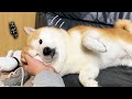 支えられる前提で倒れていく柴犬