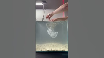 NEW MANTIS SHRIMP SETUP | Mantis Shrimp Aquarium