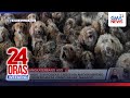 More than 250 dogs crammed inside house rescued in the UK | 24 Oras Weekend