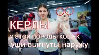 Породы кошек с загнутыми ушами керлы. Curl cats funny animals. Породы кошек с загнутыми ушами керлы. Curl cats funny animals.