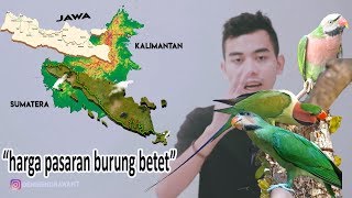 harga burung betet JAWA, betet SUMATERA, betet ENGGANO #kisaranharga
