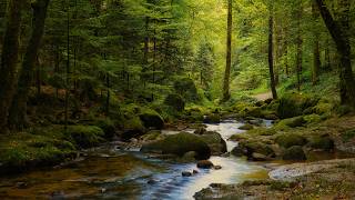 4K - Enchanted Forest River - Gentle Stream Sounds - Relaxing Nature Sounds - Forest Sounds