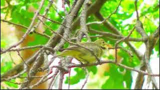 Icterine Warbler’s Epic Birdsong & Mimicry