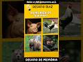 Teste sua memória: Onde está o macaco e o urso?