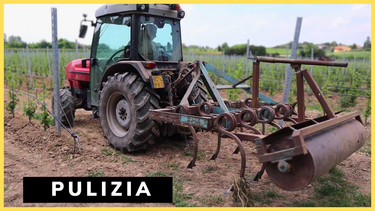 passiamo l'ESTIRPATORE nel vigneto giovane