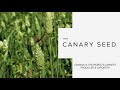 Canary Seed research - Diverse Field Crops Cluster