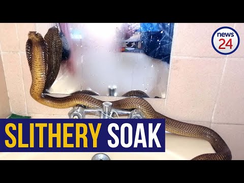 WATCH | Cape Cobra takes warm bath to heat up from winter chills