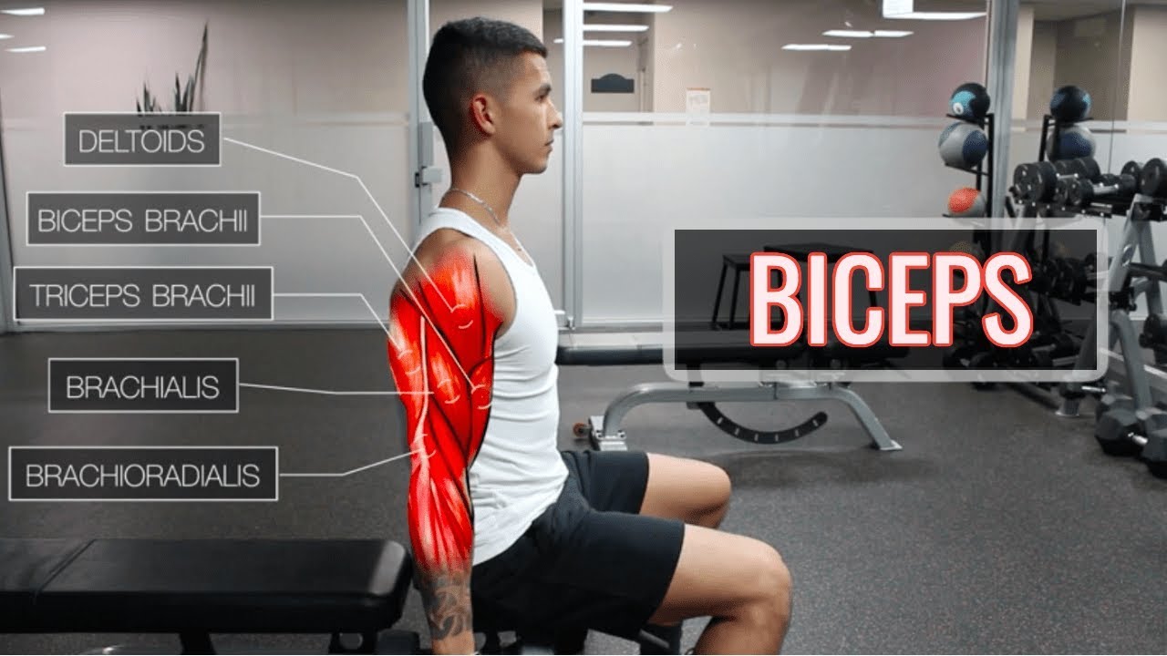 The Best Science-Based Bicep Workout | ARMS (Part 1/2 ...