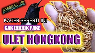 manfaat ulat hongkong untuk kacer