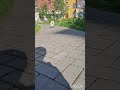 ШпицБуль Ресничка в эфире🤪🤣❤️🔥#милыеживотные #смешныеживотные #шпицбуль #шпиц #шпиц_померанский