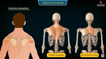 Movements of the scapula medical animation : Upper-limb Anatomy Usmle step 1