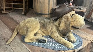 Bubba Bear & Ricochet Raccoon at Smoky Mountain Knife Works TN
