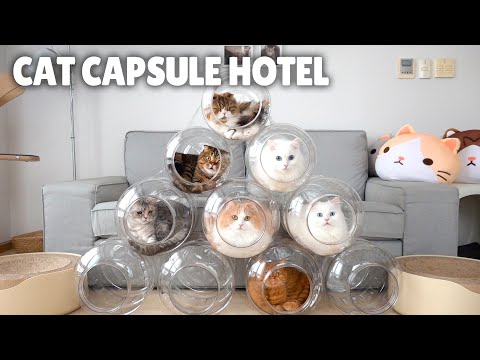 Cat Capsule Hotel | Kittisaurus
