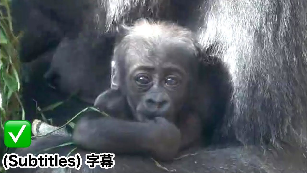 Драматическое изменение в жизни малыша-гориллы! Примечание: текущая ситуация с Гентаро и Энни.