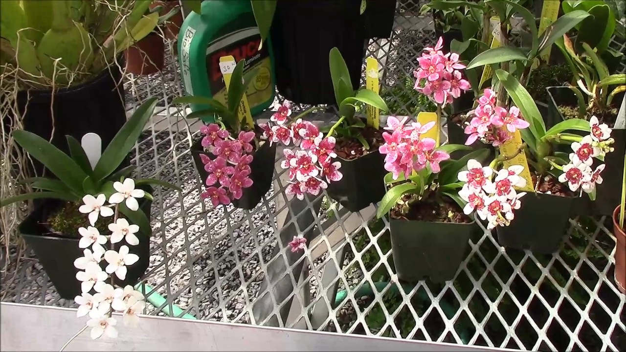 April 2017 Greenhouse Tour Part 2: Vandaceous and Tolumnias