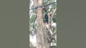 amazing woodcutter