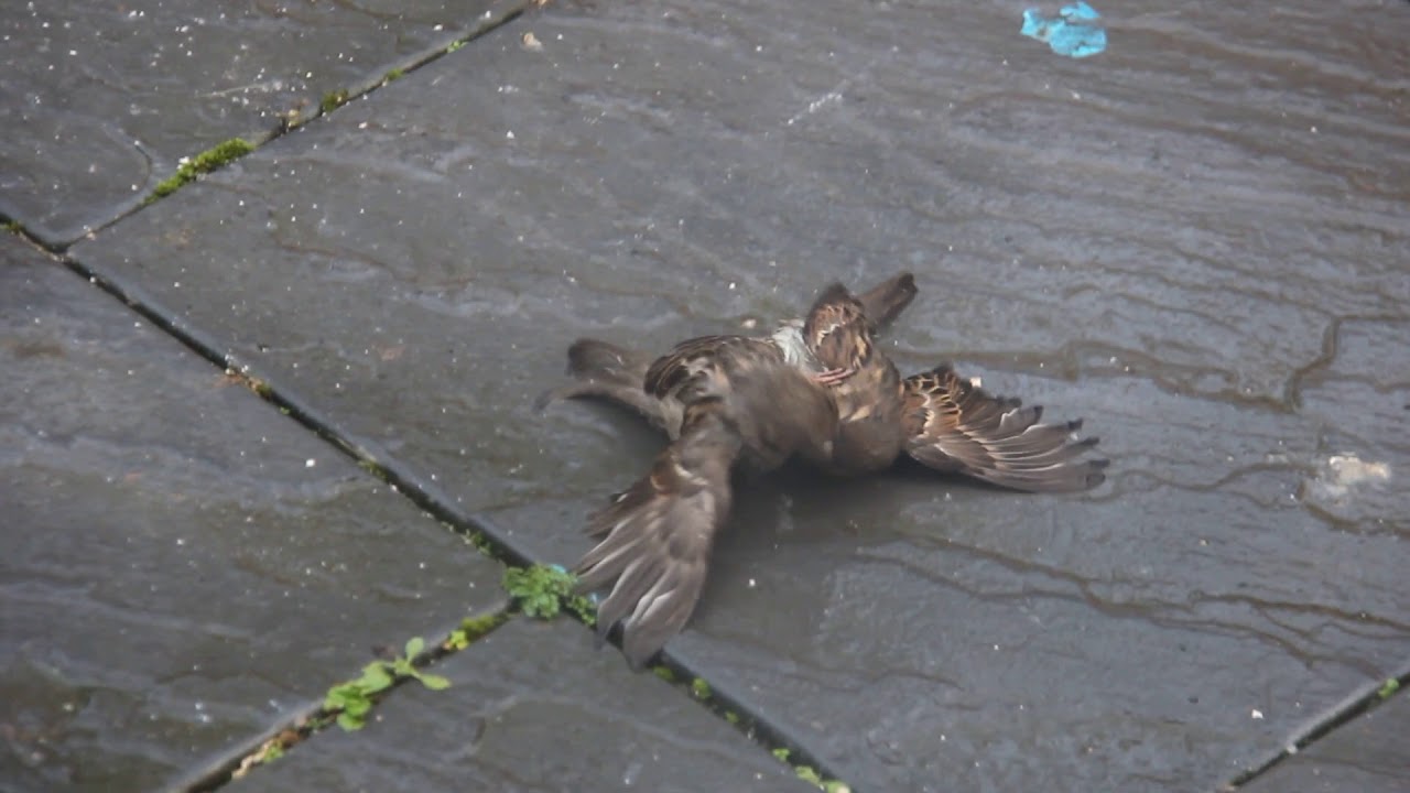 2 Female House Sparrows in Bird Fight