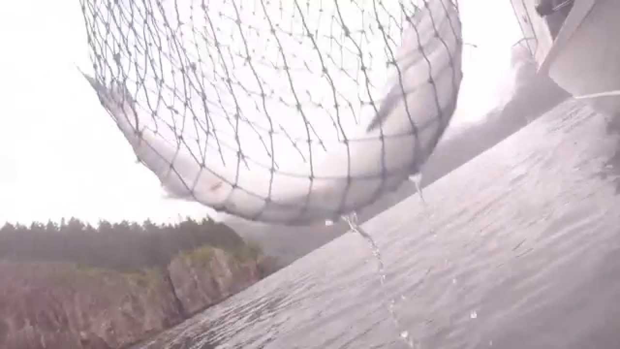 Silver Salmon Underwater video with Alaskan Gamefisher 907-262-2980
