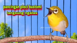 Pleci Gacor Suara Ngalas Memancing Lawan || Pleci Bustomi Gacor