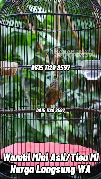 DIJUAL WAMBI MINI ASLI/TIEU MI JANTAN & NGEVOER