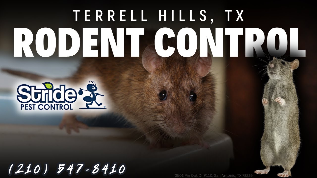 Terrell Hills, Texas Rodent Control Services (210) 547-8410