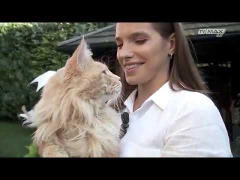 Wideo: Rasy Kotów: Maine Coon