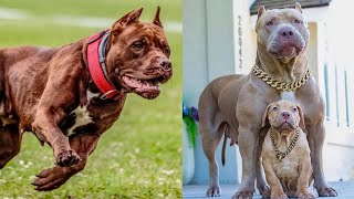 5 Types of Pitbull Dog Breeds You Should Know by Pet Pals 189 views 1 year ago 3 minutes, 54 seconds