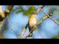 Garden Warbler Singing