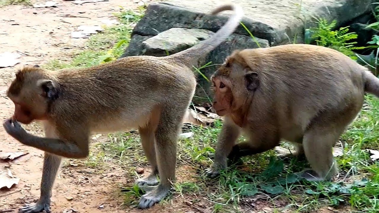 Wow! King monkey sweet pea pre-do something with monkey Chak? why do like this?