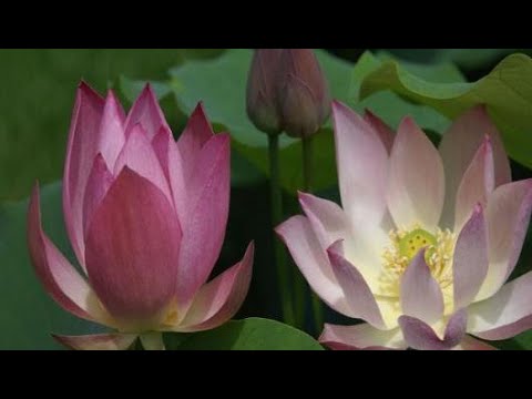 فيديو: ما معنى زهرة اللوتس الأرجواني؟