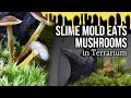 Slime mold eats Mushrooms in Terrarium [timelapse]