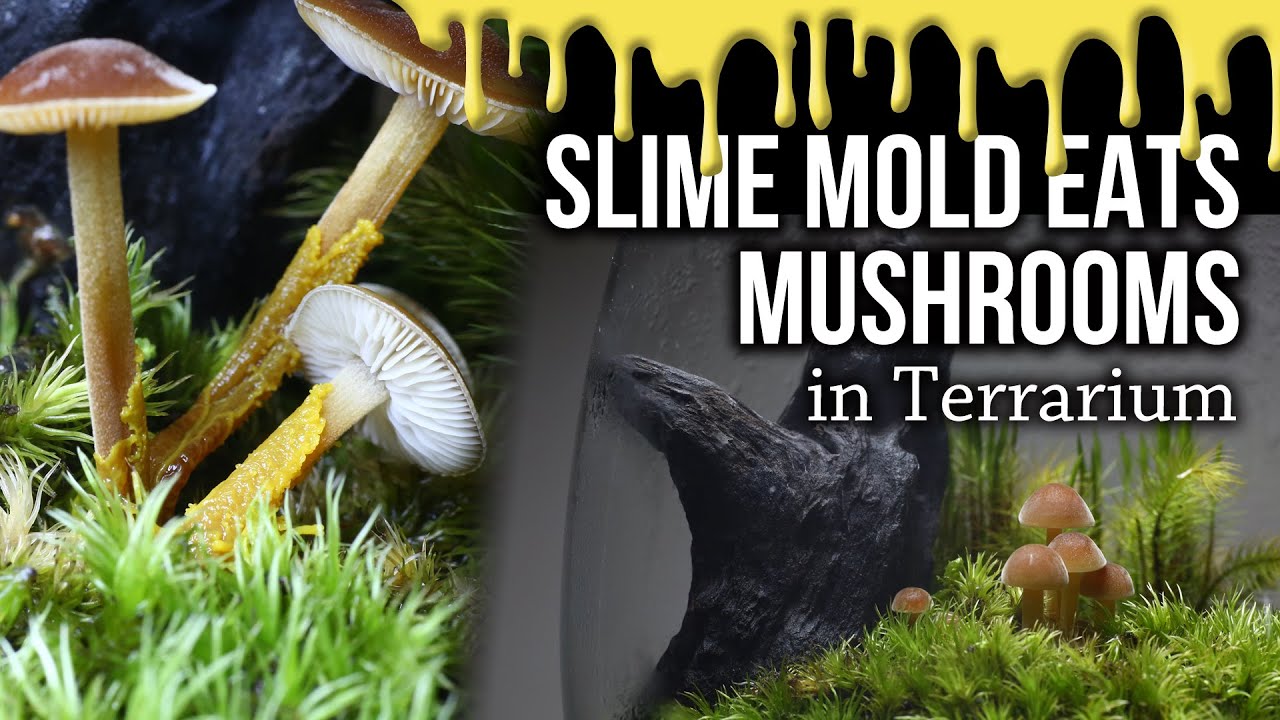 Slime mold eats Mushrooms in Terrarium [timelapse] 