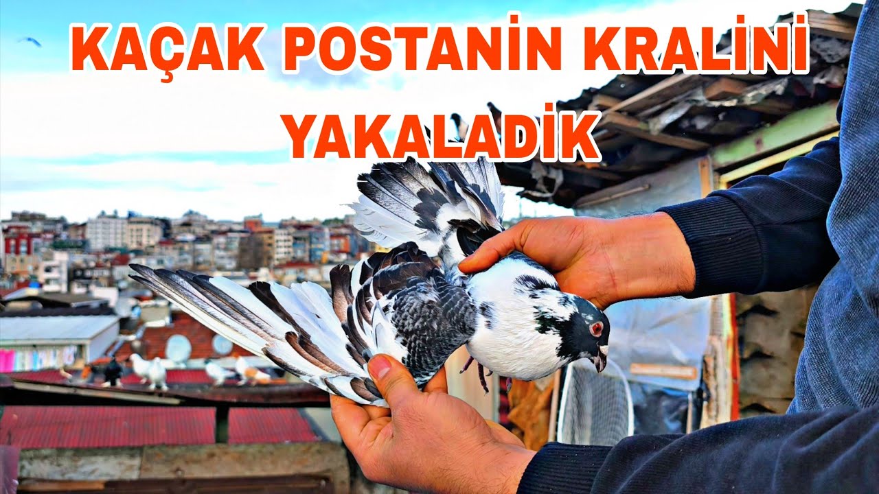 KAÇAK POSTANİN KRALİNİ YAKALADİK 