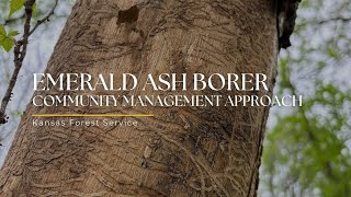 Emerald Ash Borer: Community Management Approach