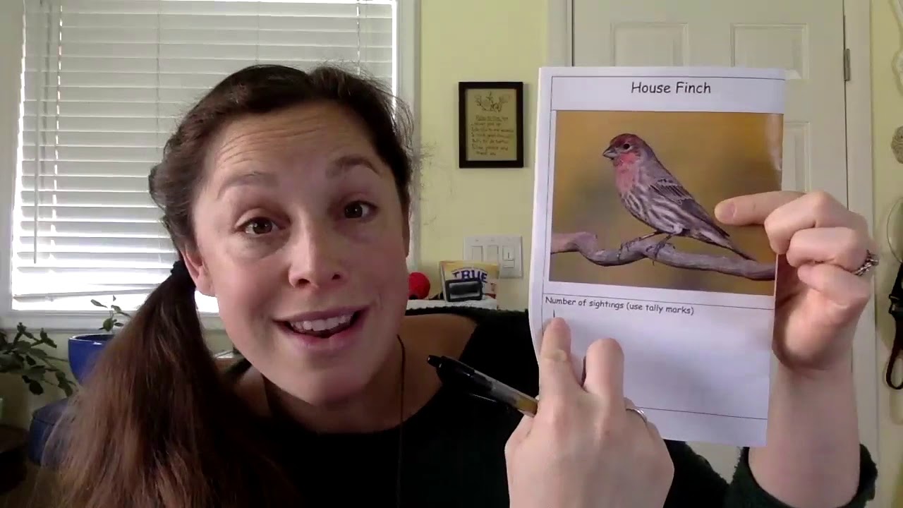 Bird Tracker Project Instructions - YouTube