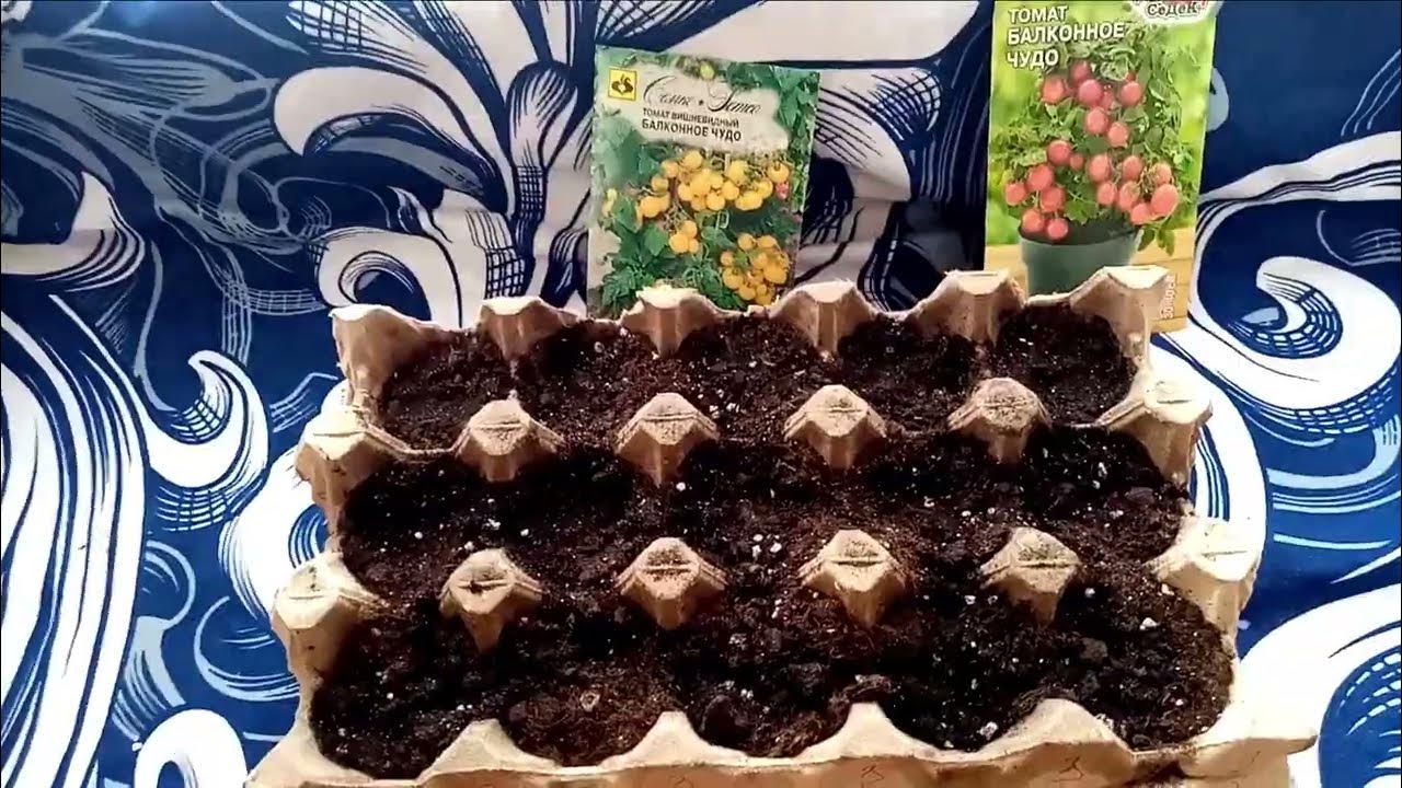 Помидоры сорта БАЛКОННЫЕ 🍅🍅🍅сею на Рассаду для Выращивания в Доме на ...