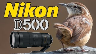 Nikon D500 Backyard Bird Photography with the 200-500 Lens!