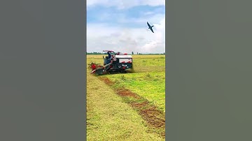 Máy cắt lúa miền Tây Yanmar 82 lúa ngã đồng an giang 👍🌾 #1k #2k #yanmaraw82v