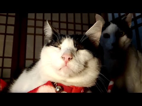 かご猫LIVE　朝まで　200529