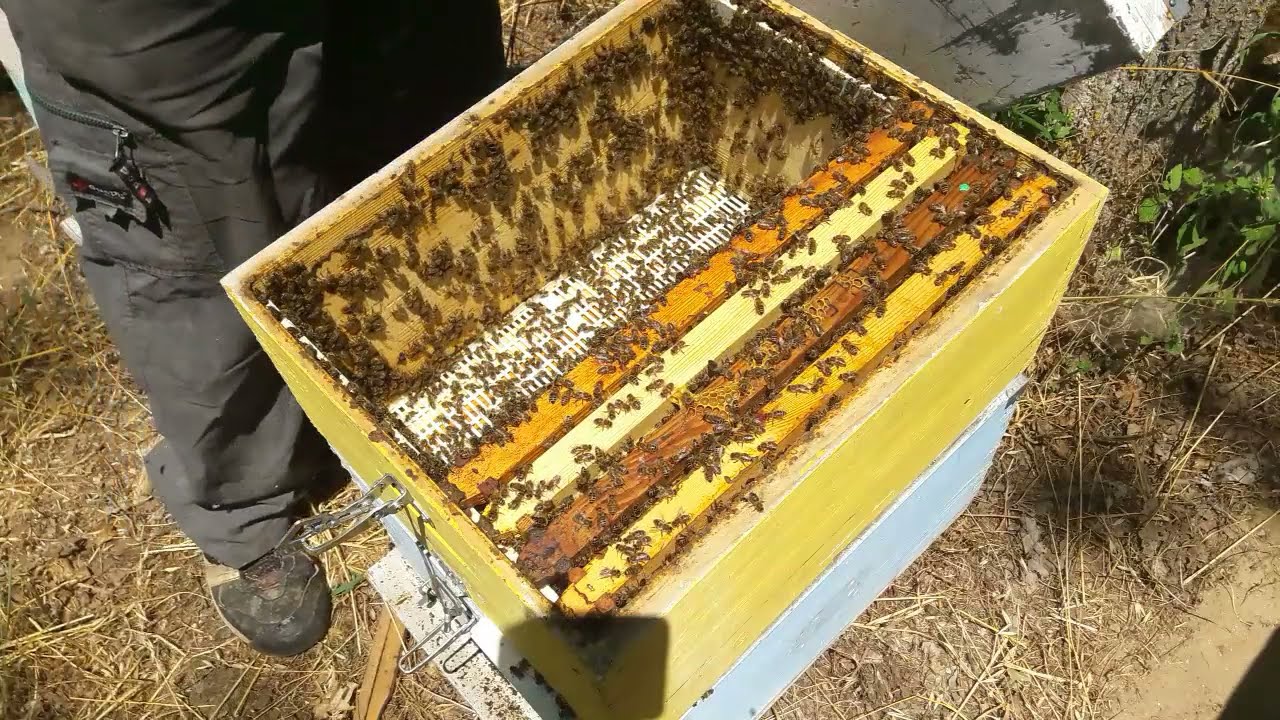 Τρύγος Ανθόμελα Ιούλιος 2021