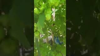 Growing hops horizontally. First year with 5 different hops.