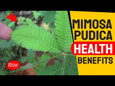 5 health benefits of mimosa pudica - makahiya mimosa pudica health benefits| the wonder weed