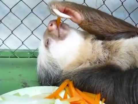 Ленивец обедает - lazybones