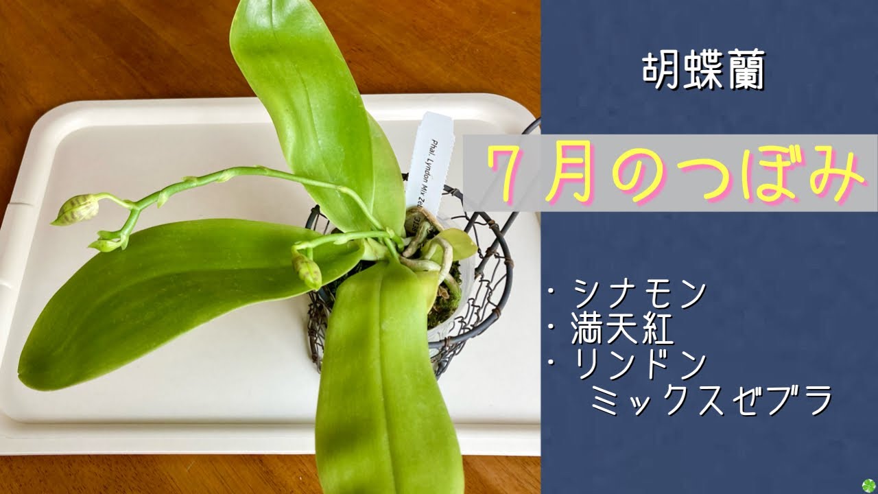 胡蝶蘭 胡蝶蘭（フォアスプレミアム） | プレミア和歌山