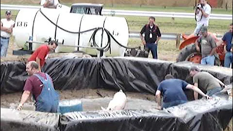 Pig Wrestling at the Stoughton Fair 7 2 2009