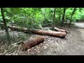 Island Ford deadfall trees 