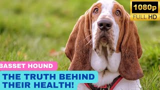Basset Hound | The Truth Behind Their Health!