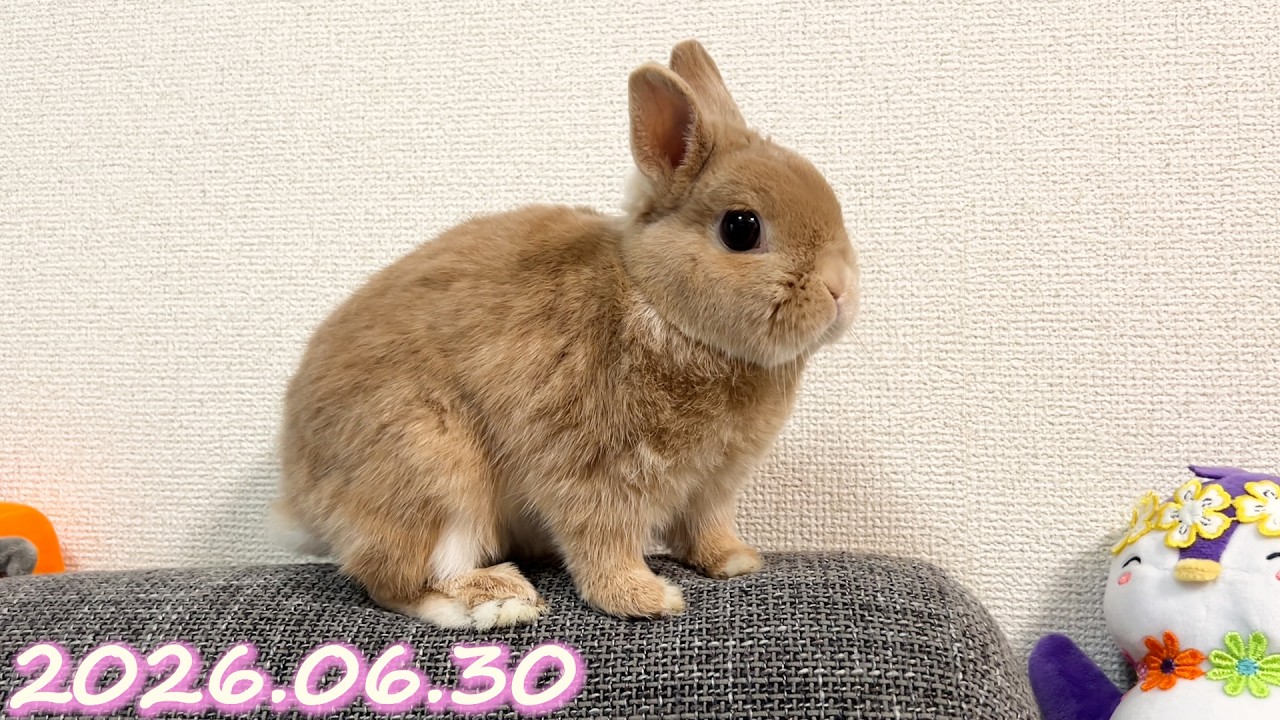 いつもの定位置でほっこりするひなちゃん🐰✨】毎日の約70秒ひなちゃん