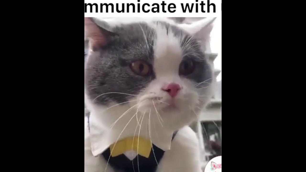 Самые говорящие. Самые говорящие. Prince michael cat. Talking tom 2011. Talking tom cat.