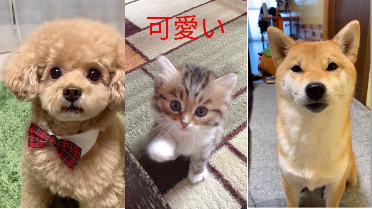 面白い動物 しゃべる犬 しゃべる猫 Dogs Cats Can Talk Youtube